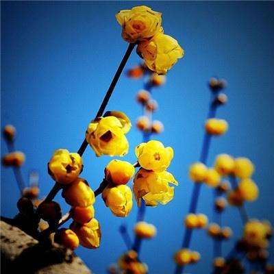 一夜成名内购鲜花破解版下载